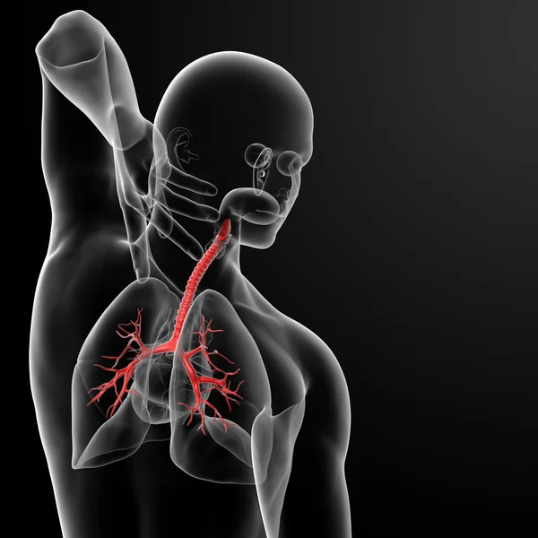 支气管 — 图库照片