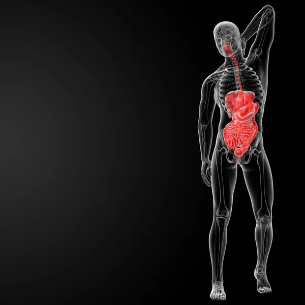 Verdauungssystem — Stockfoto