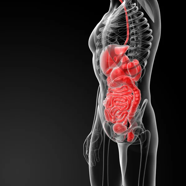 Digestive system — Stock Photo, Image