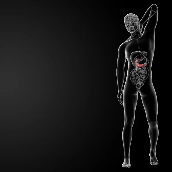 膵臓と胆嚢 — ストック写真