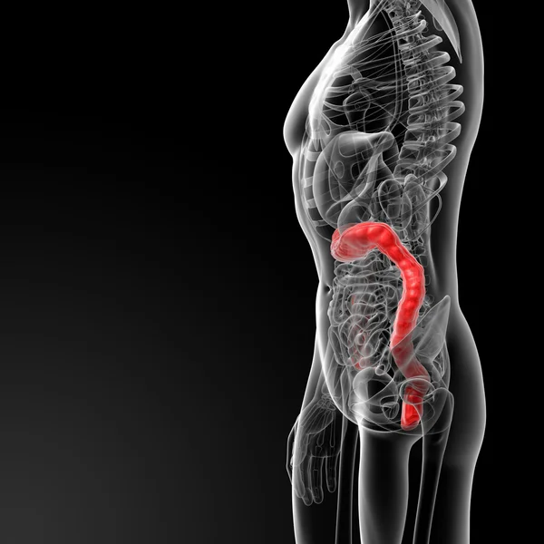 Intestino grande — Foto Stock