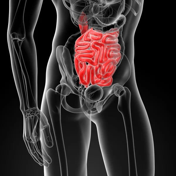 Intestino piccolo — Foto Stock