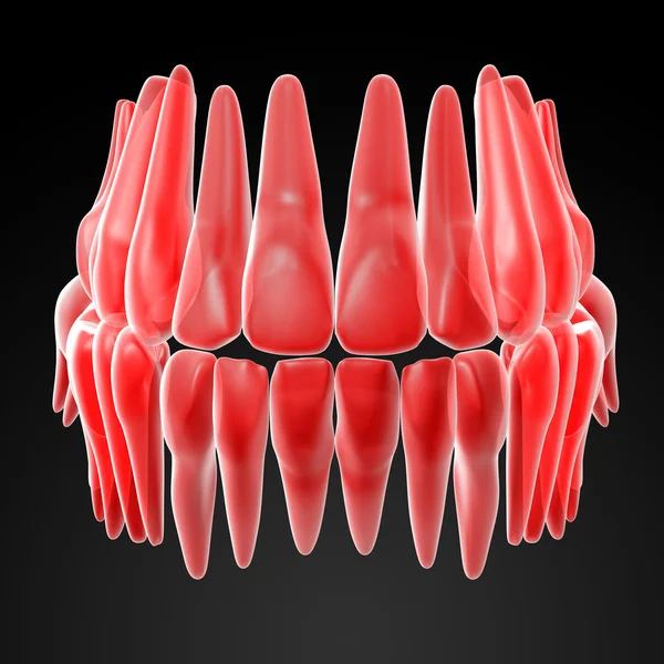 Dental Anatomy Mandibular Human Gum Teeth Ray View Medically Accurate — Stock Photo © Alexmit