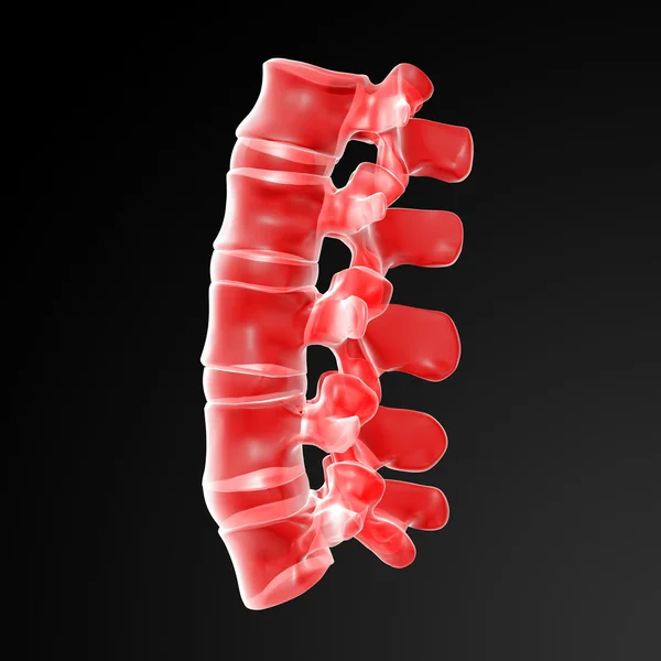 Lumbar — Stock Photo, Image