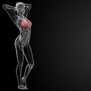 kadın meme anatomisi