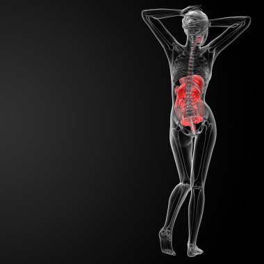 kadın sindirim sistemi