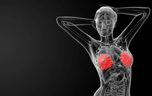 女性の胸の解剖学 — ストック写真