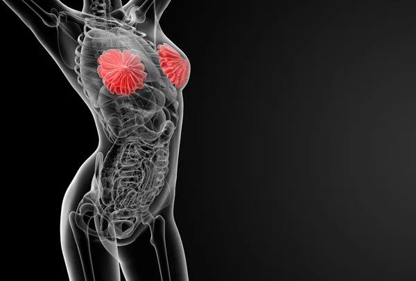 Anatomia del seno femminile — Foto Stock