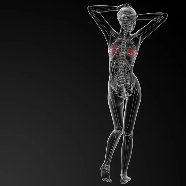 Anatomia del seno femminile — Foto Stock