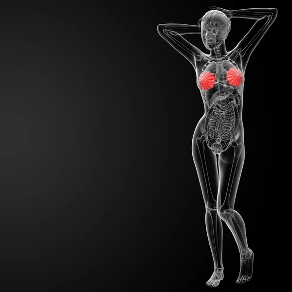 3d renderizar la anatomía del pecho femenino rayos X - vista lateral —  Fotos de Stock