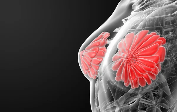 Anatomía del seno femenino —  Fotos de Stock