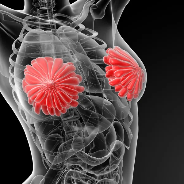 Vrouwelijke borst anatomie — Stockfoto