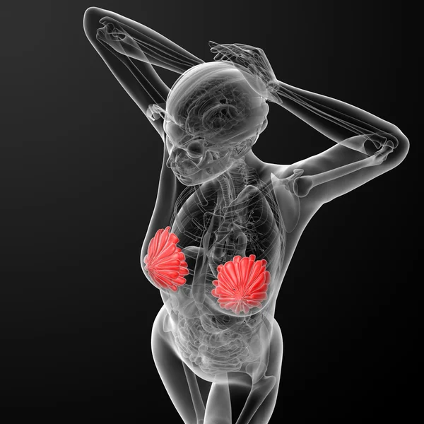 Anatomie der weiblichen Brust — Stockfoto