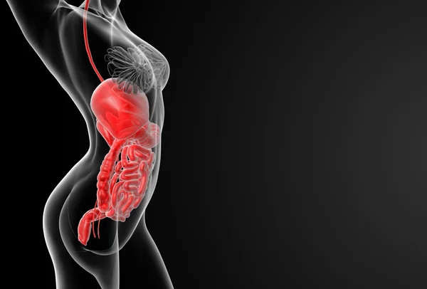 Female digestive system — Stock Photo, Image