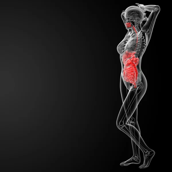 Sistema digestivo femenino — Foto de Stock