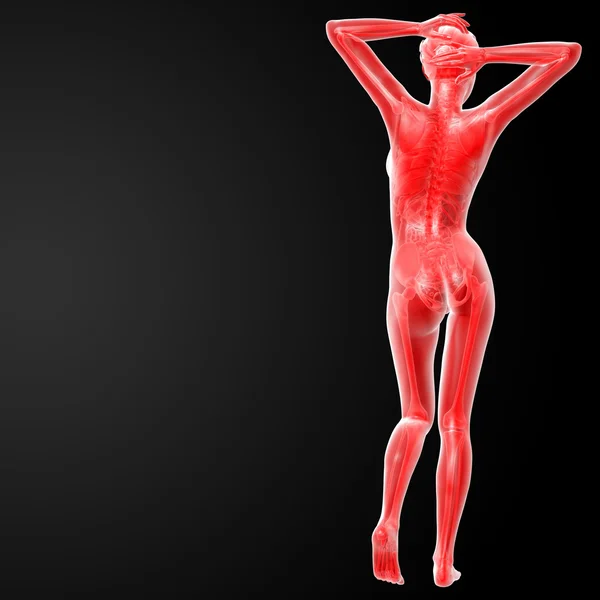 Женская анатомия — стоковое фото