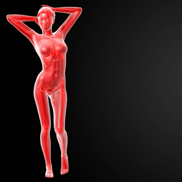 Anatomía femenina — Foto de Stock