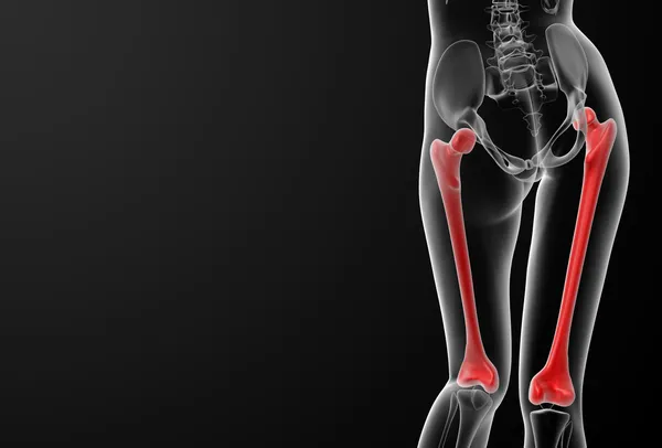 Femur bone — Stock Photo, Image