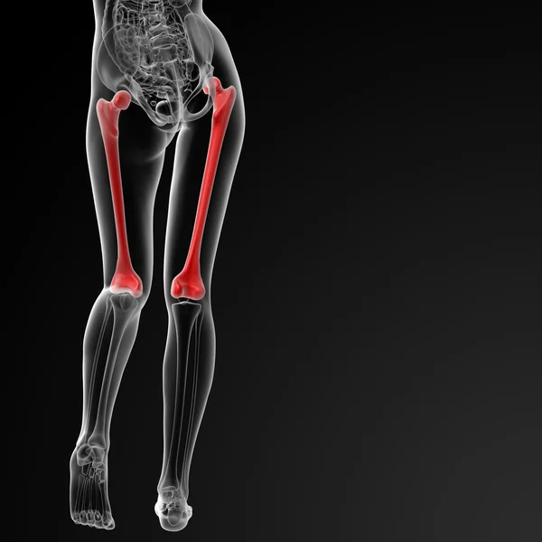 Femur bone — Stock Photo, Image