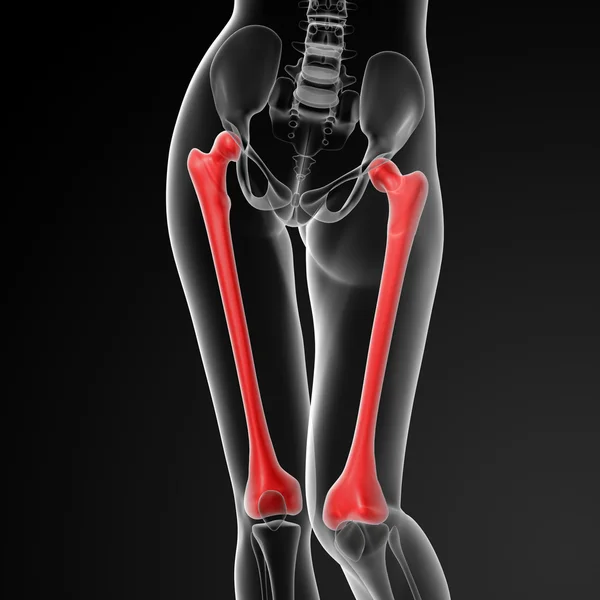 大腿骨骨 — ストック写真