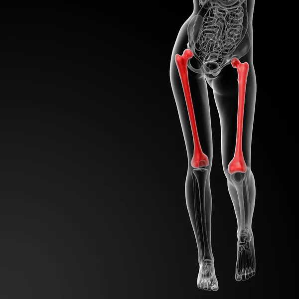 Kości udowej — Zdjęcie stockowe