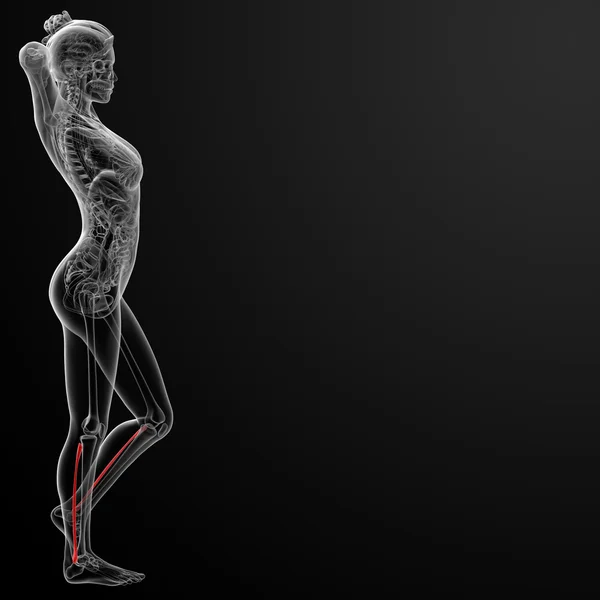 Fibular ben — Stockfoto