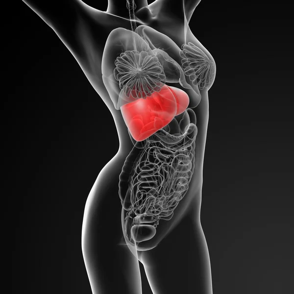 Liver — Stock Photo, Image