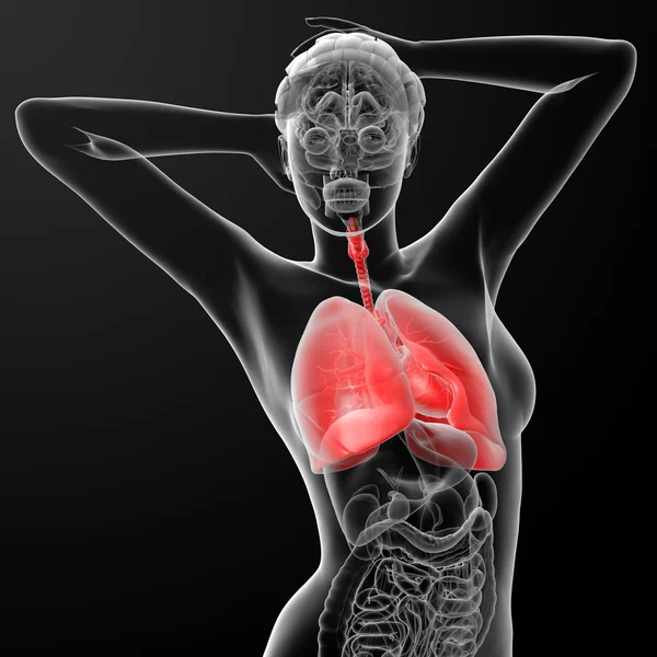 Respiratory system — Stock Photo, Image