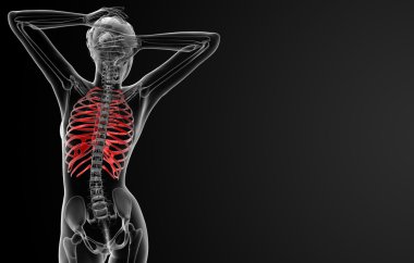 Göğüs kafesi kemik