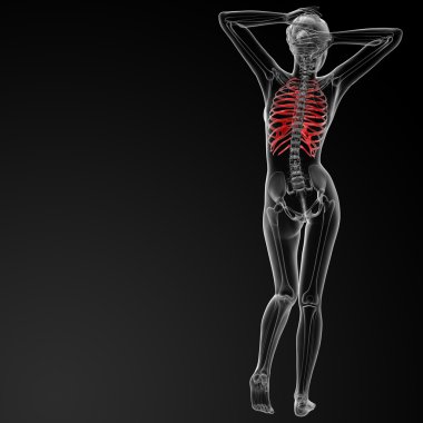 Göğüs kafesi kemik