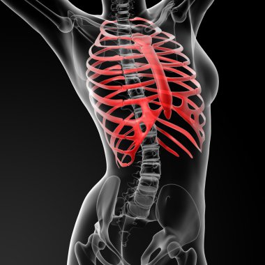 Göğüs kafesi kemik