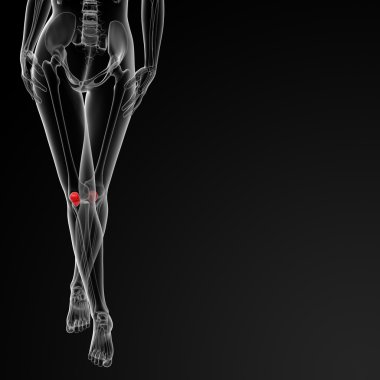 diz kapağı kemiği