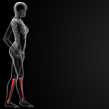 tibia kemiği