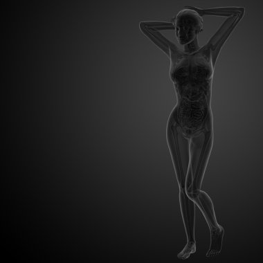 3D renderfemale insan anatomisi