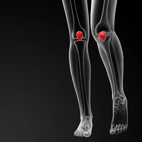 Patella bone — Stock Photo, Image