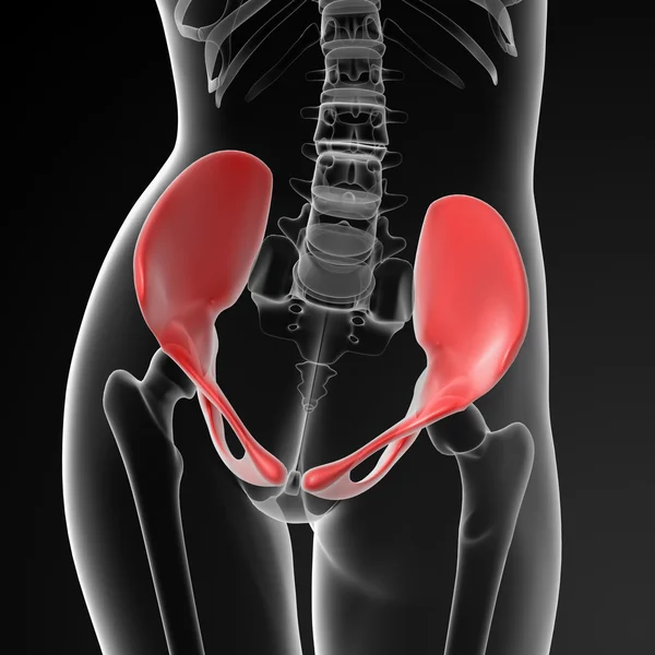 Тазовая кость — стоковое фото