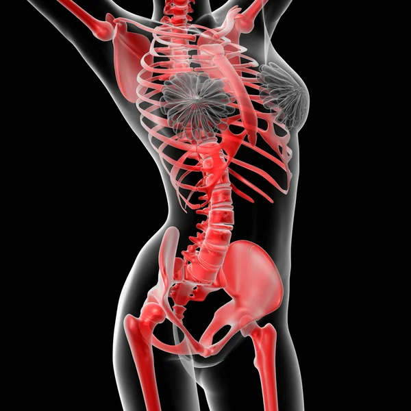 Σκελετός των οστών — Φωτογραφία Αρχείου
