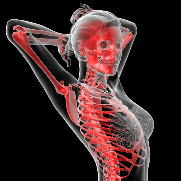 Kości szkieletu — Zdjęcie stockowe