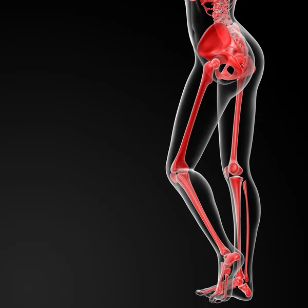 Osso esqueleto — Fotografia de Stock