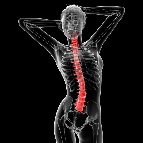 Vertebral column — Stock Photo, Image