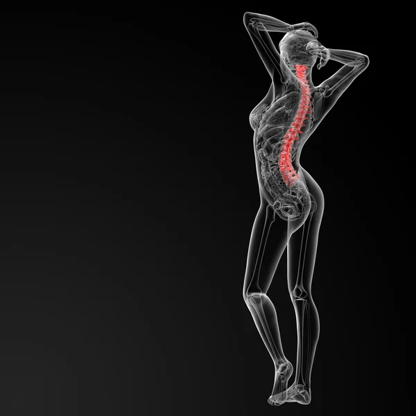 Coloana vertebrală — Fotografie, imagine de stoc