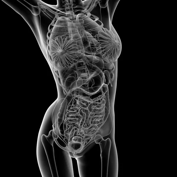 Anatomia femminile — Foto Stock