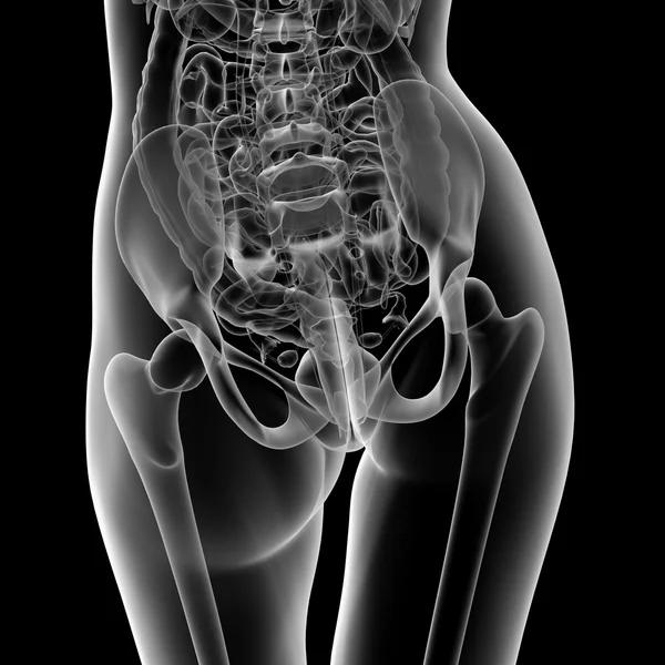 Female anatomy — Stock Photo, Image