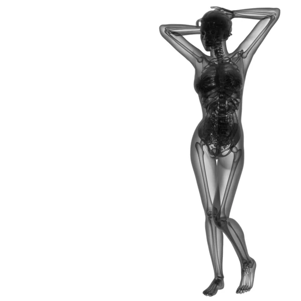 3D anatomia człowieka renderfemale — Zdjęcie stockowe