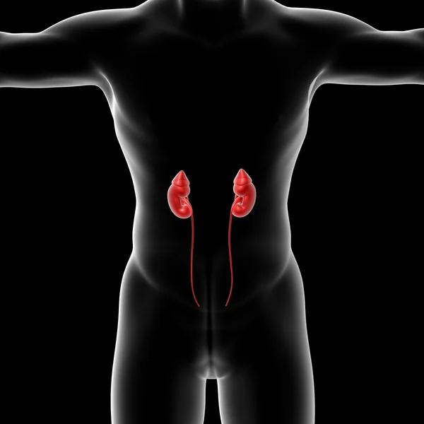 男性の腎臓 — ストック写真