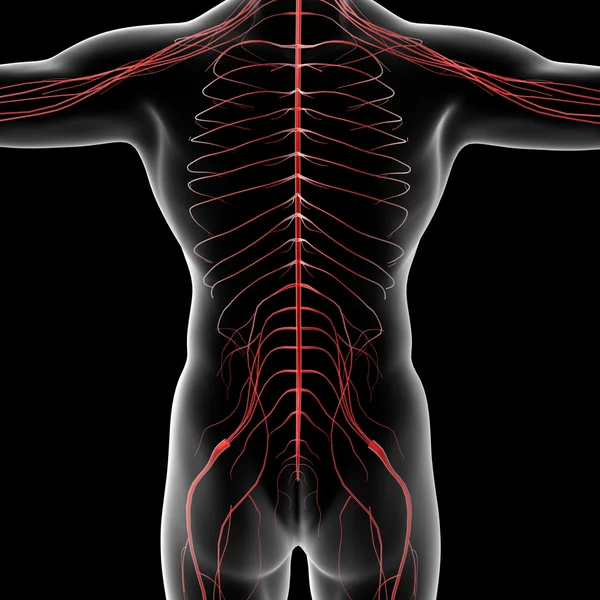 Nervous system — Stock Photo, Image