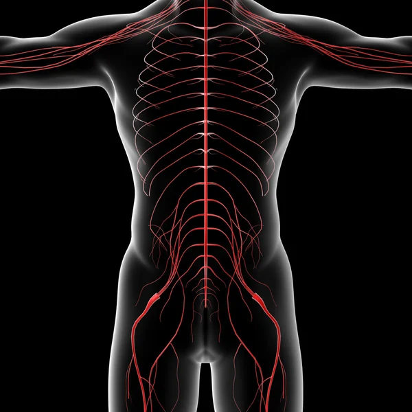 Nervous system — Stock Photo, Image