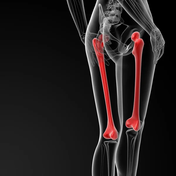 Femur bone — Stock Photo, Image