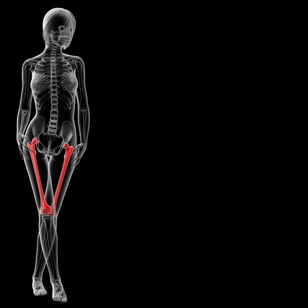 Kości udowej — Zdjęcie stockowe