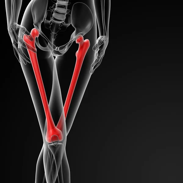 Kości udowej — Zdjęcie stockowe